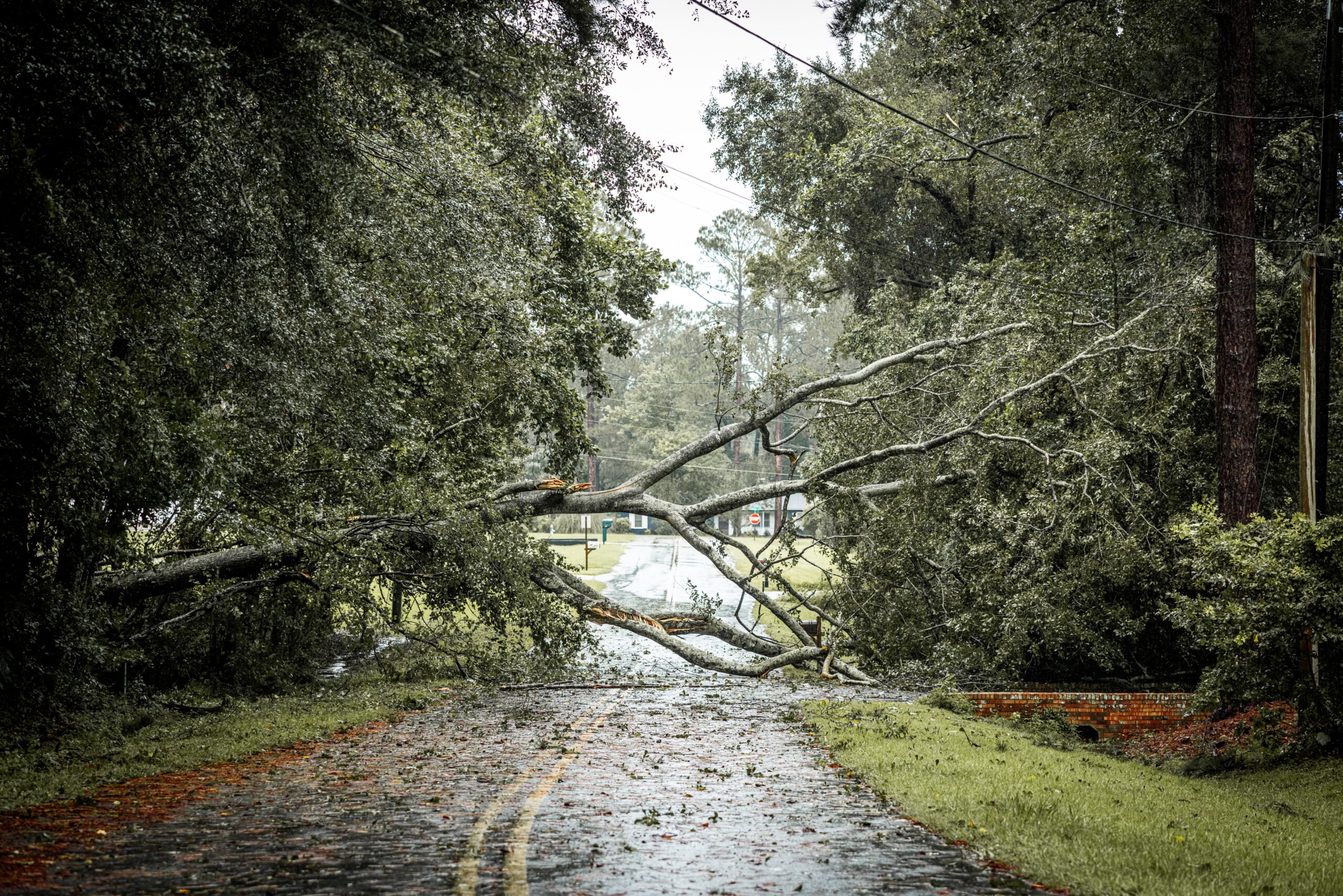 Emergency Tree Removal: Steps to Take After a Storm in Minnesota
