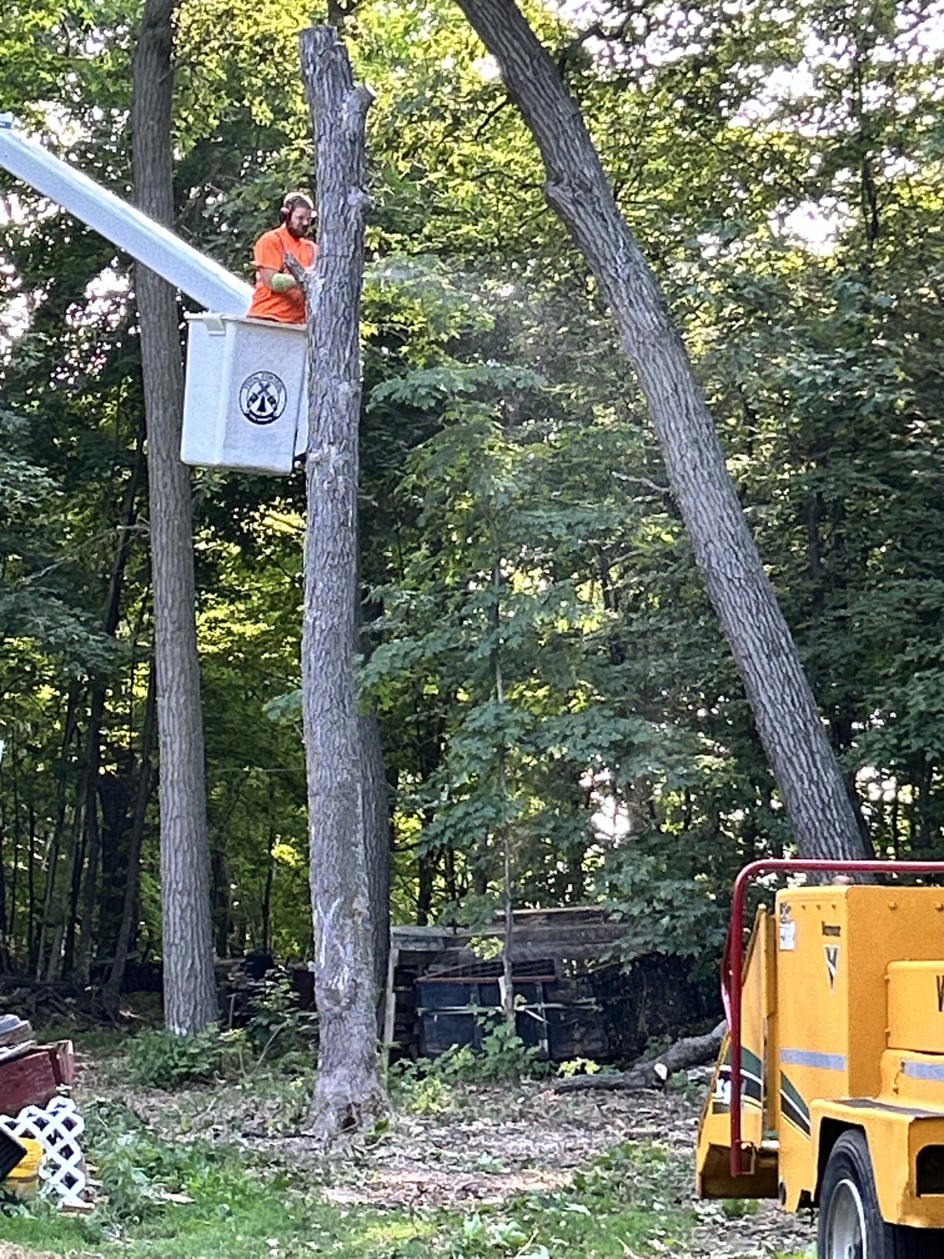 How to Tell If a Tree Is Dead, Dying, or Just Stressed – Tree Health, Tree Care, Homeowner Tips