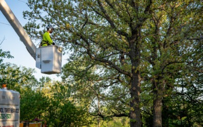 When to Trim vs. When to Remove a Tree: A Homeowner’s Guide