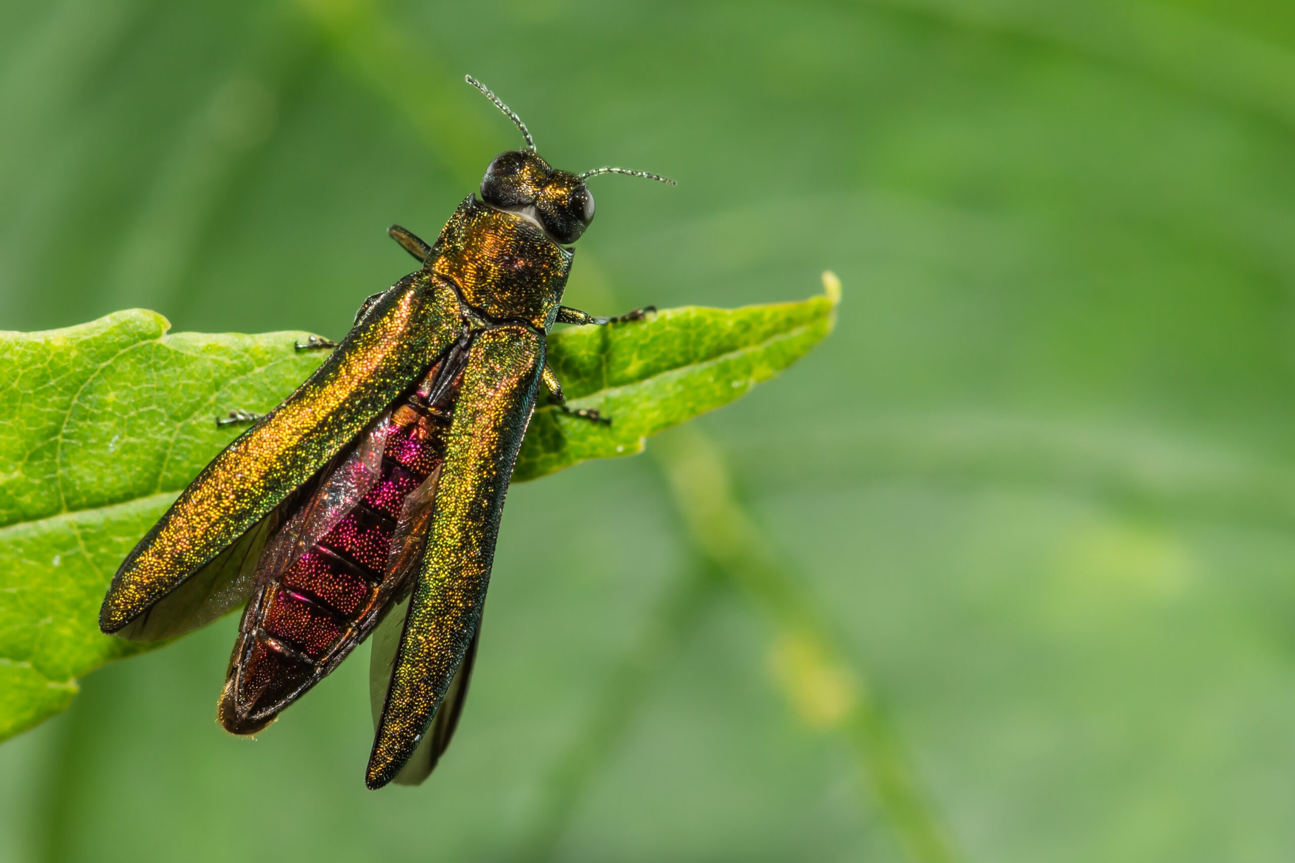 Preparing for Winter: EAB Treatments in Minnesota
