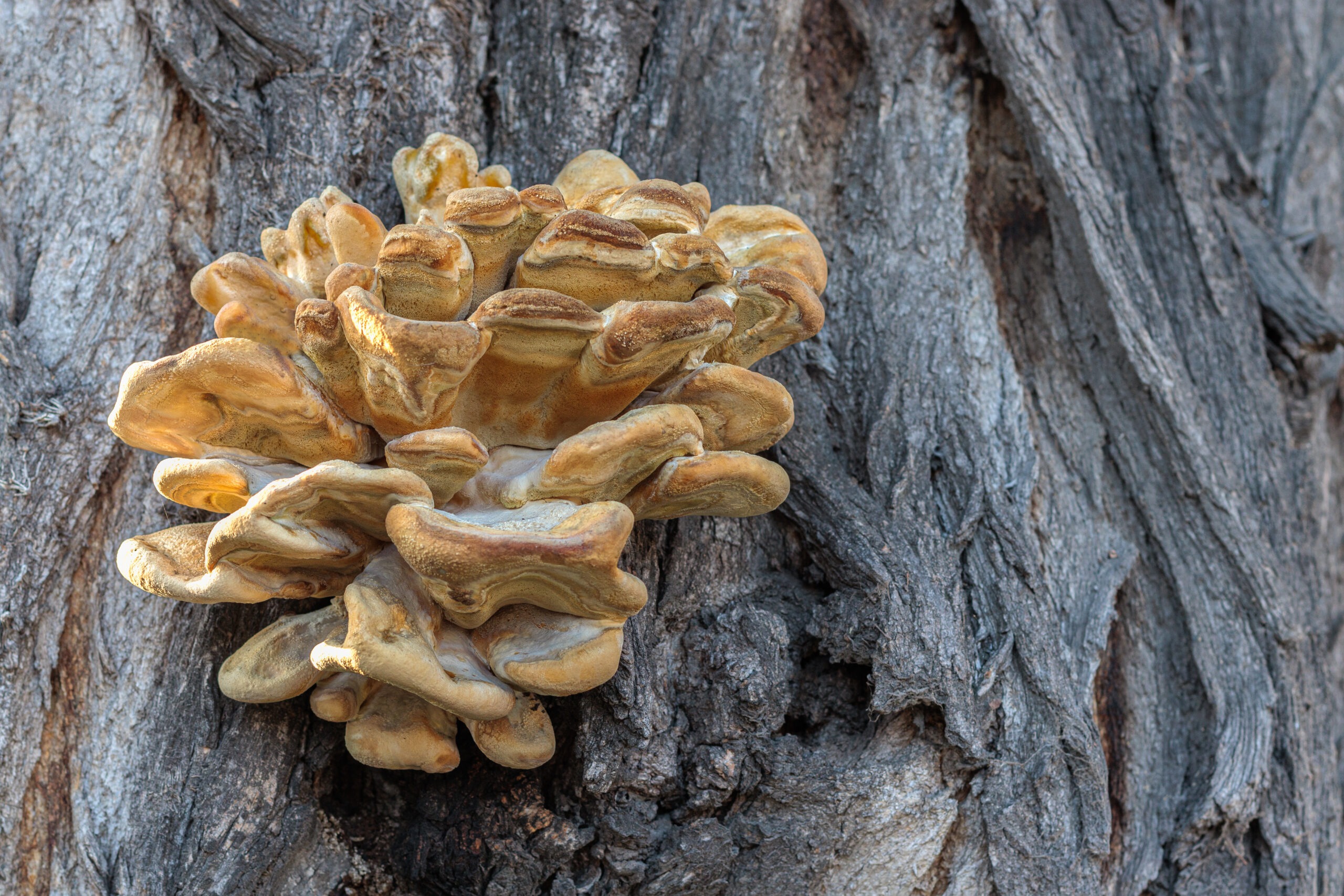 The Symbiotic Dance: Trees and Fungi in Minnesota Forests