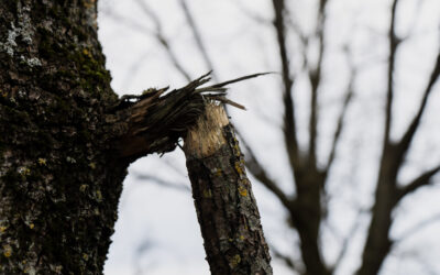 Signs Your Tree Is a Hazard Before a Storm Hits – Tree Care, Storm Preparation, Homeowner Tips