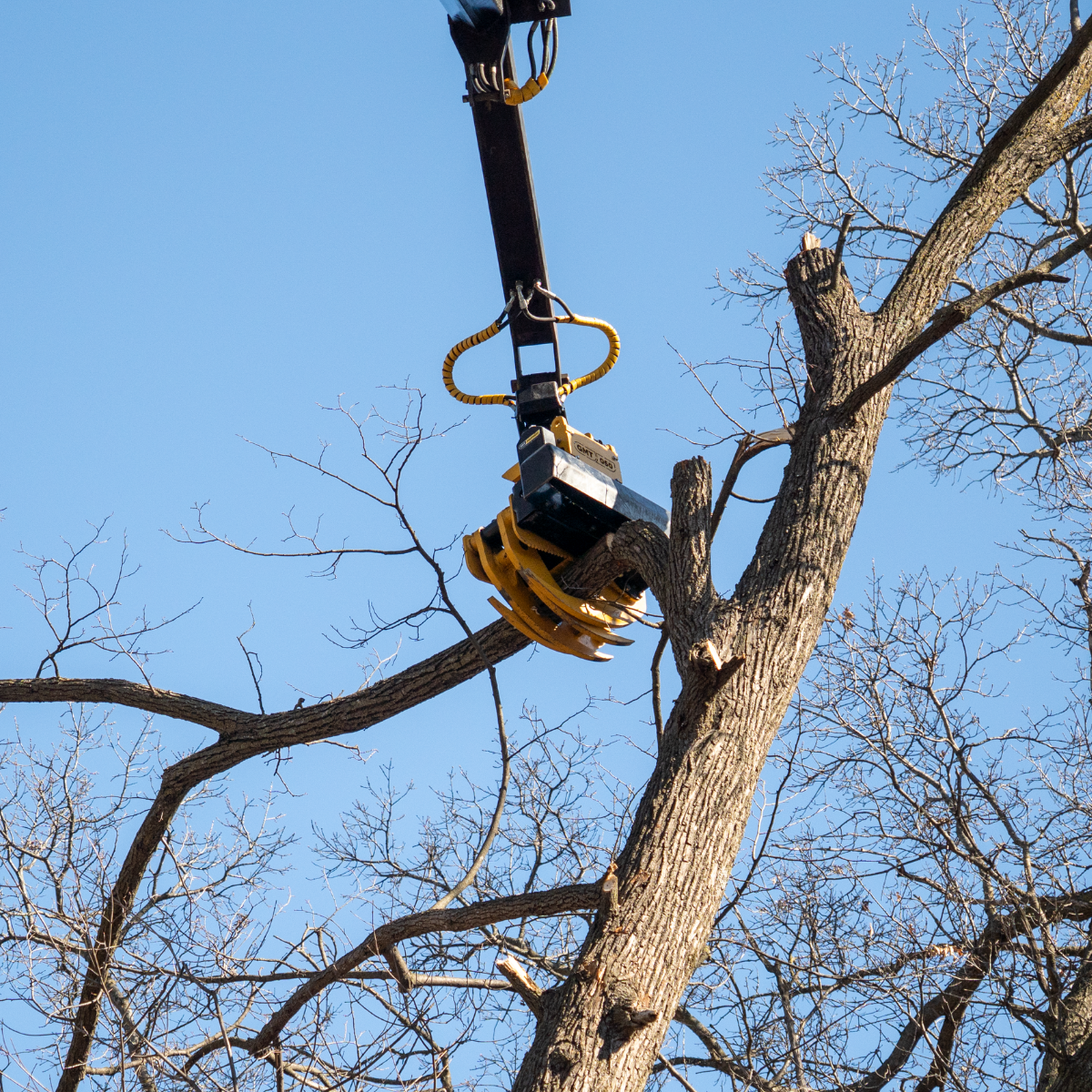 tree service in cold spring mn