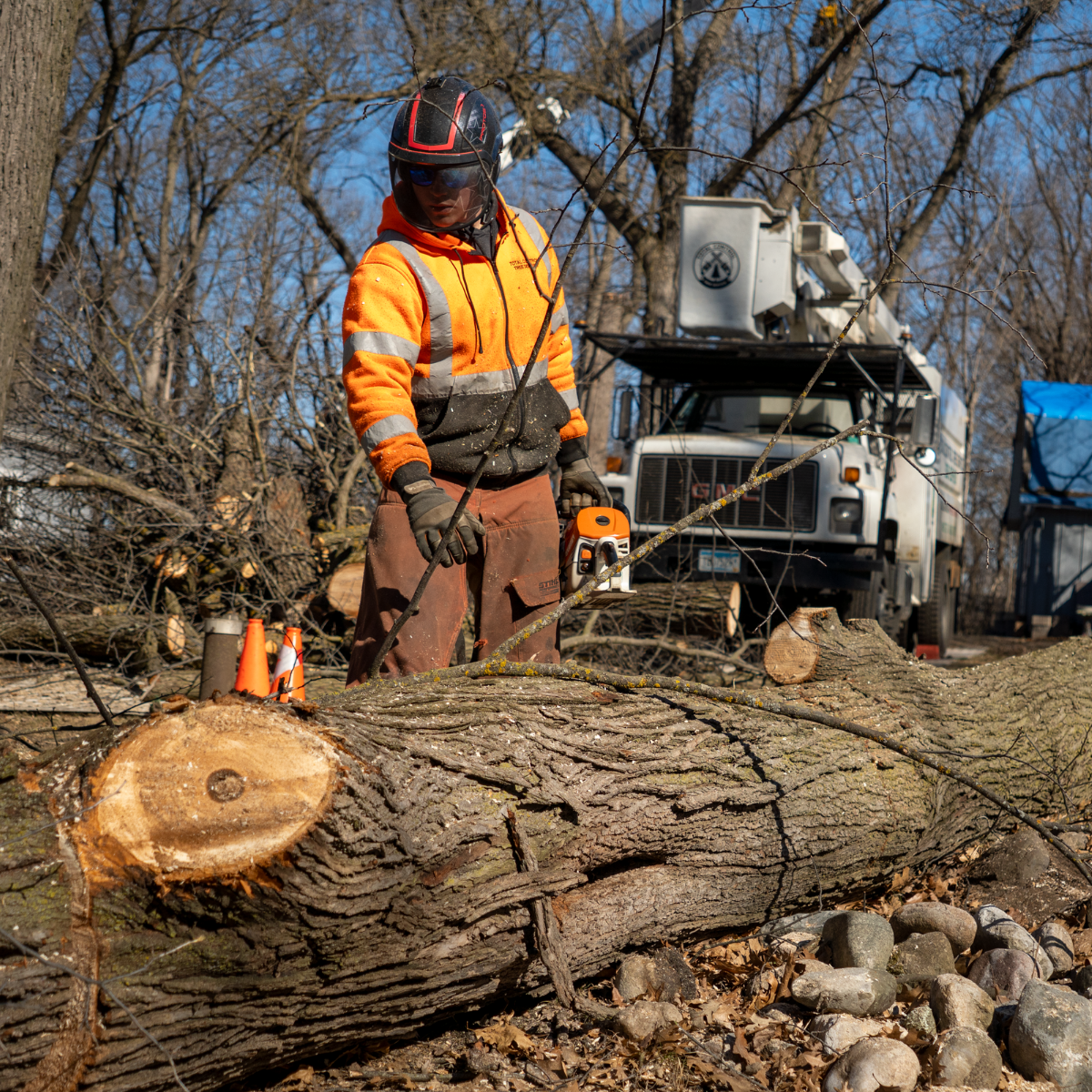tree service in Paynesville MN
