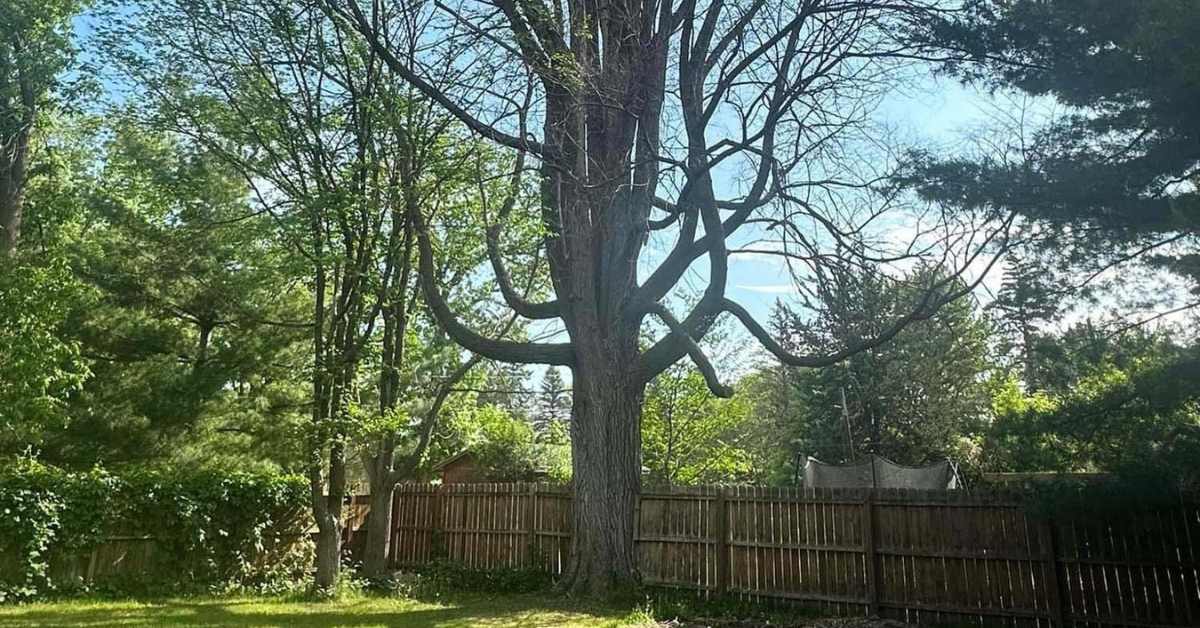 Emerald ash borer treatment and ash tree protection in St. Cloud Minnesota by Total Control Tree Service