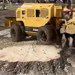 Stump Grinding and Stump Removal