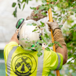 Tree Trimming and Pruning