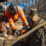 Tree Removal