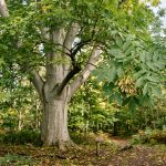 ash tree